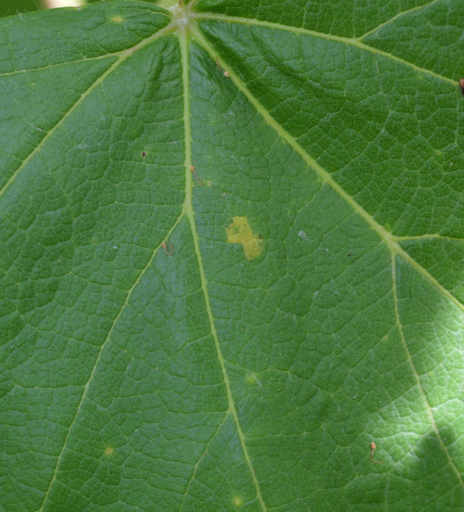 Downy mildew on leaf upper
